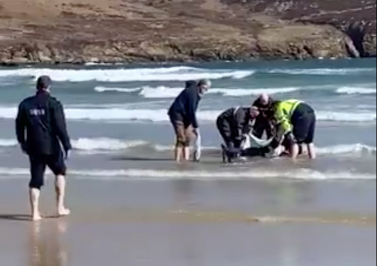 Rescuers help carry the stricken dolphin off the sands of Killahoey Beach