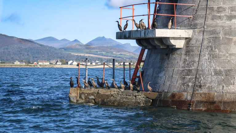 Marine wildlife: Cormorants Afloat adds at Haulbowline Lighthouse marking the entrance to Carlingford Lough where the local car ferry will in addition operate a summer season of cruises, among them out to the 19th century built lighthhouse. 