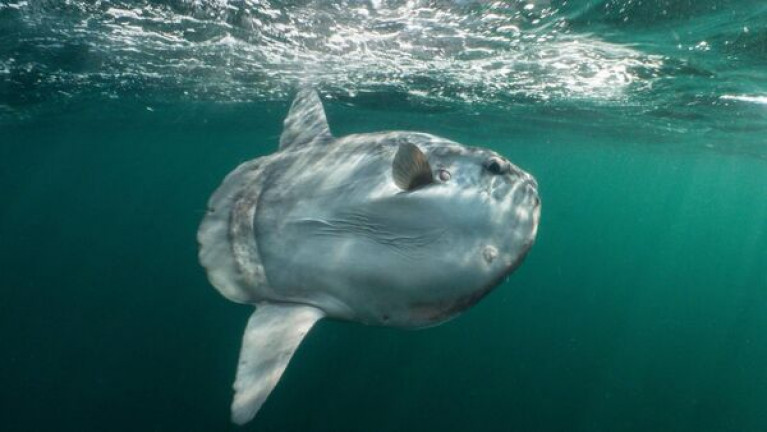 A sunfish photographed off Inishglora, an island off Mayo, last year. Rising ocean temperatures have caused an enigmatic ocean giant to venture north into Irish waters and beyond, almost 50 years of observations off the Cork coast have helped confirm.