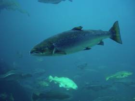 Atlantic salmon are moving further north and away from Ireland as sea temperatures rise, according to researchers