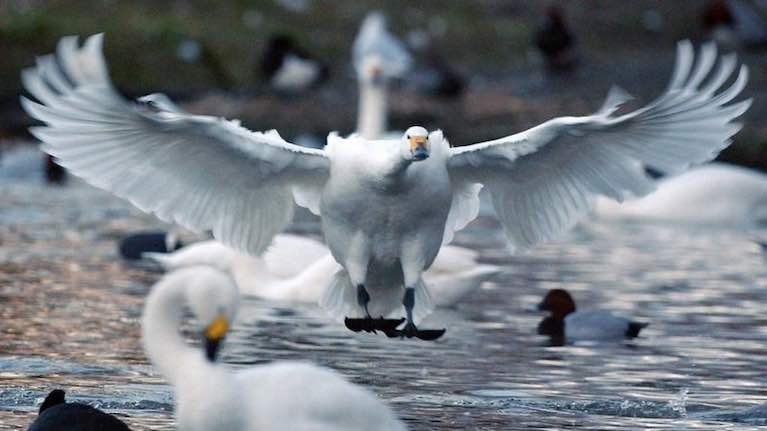 Dead Swan on Lough Beg Found to Have Bird Flu