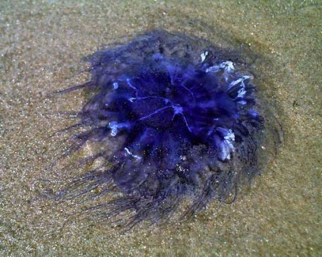 Ireland's waters host a number of stinging jellyfish, such as the blue jellyfish
