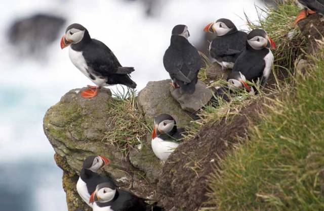 Sailors Asked To Help Spot Migrating Puffins