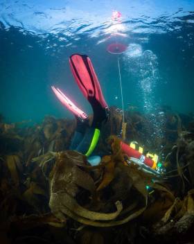 NUI Galway researcher Dr Kathryn Schoenrock diving in a native kelp forest. She is appealing to citizen scientists to help find more examples of the rare golden kelp
