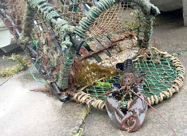 Lobster Pot Fishermen Reminded of Obligation to Other 'Users of the Sea'