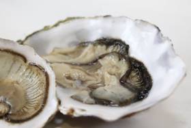 GMIT-Led Research Team Launches World’s First Shellfish Traceability Tool