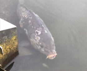 An infected carp from The Lough