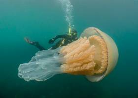 The massive barrel jellyfish encountered off the Cornwall coast on Saturday