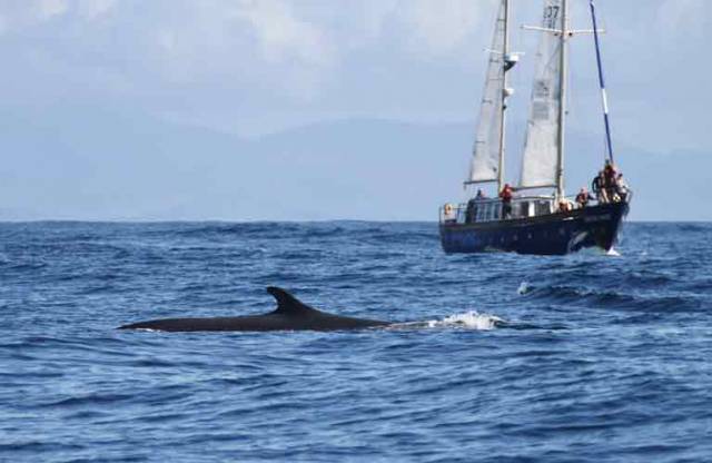 IWDG's Celtic Mist with Fin Whale