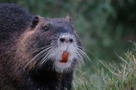 Coypu are known for their large size compared to other river rodents - and their distinctively coloured teeth