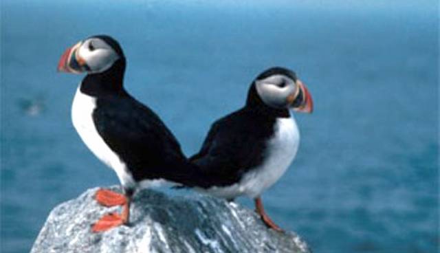 Puffins with their coloured bills and black-and-white coats – they almost looking particularly well-dressed for a formal evening out