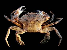 Velvet crab like this one will be protected in Irish waters by Minimum Conservation Reference Size (MCRS) regulations from 1 January next year