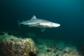 A dogfish caught on camera by the SmartBay observatory in Galway Bay