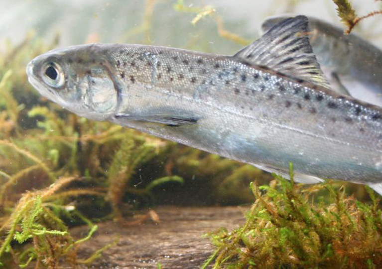 File image of a salmon smolt