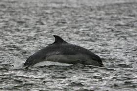 Bottlenose dolphins will be among the many cetacean species monitored by the new NI-led project