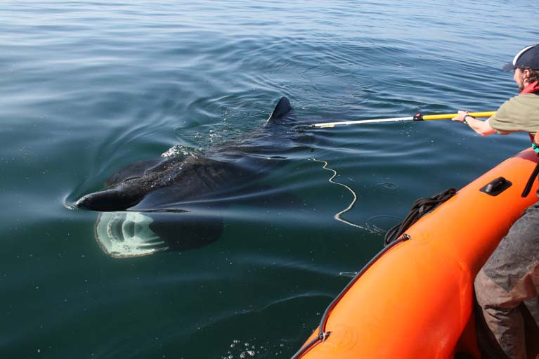 Darren Craig taking a mucus sample from a basking shark off West Kerry
