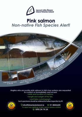 Appeal For Anglers To Report Catches Of ‘Mystery’ Pink Salmon