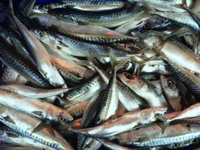 Atlantic mackerel comprise Ireland's single most valuable fishery