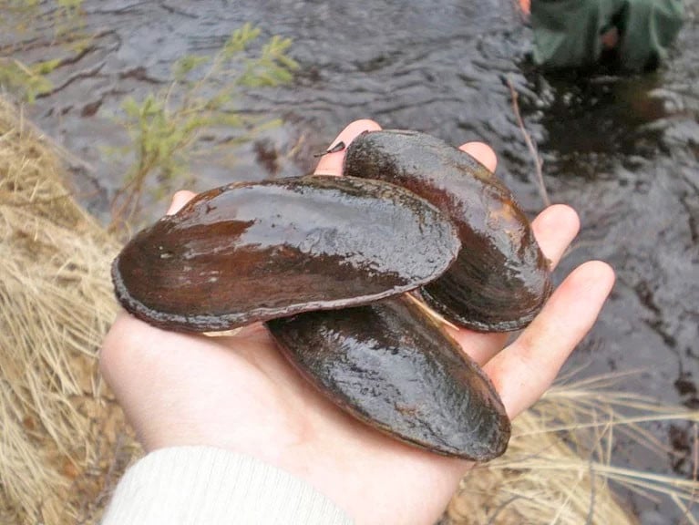 File image of freshwater pearl mussels