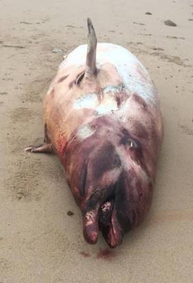 The discovery of five beaked whales in a single day has been described as &#039;highly unusual&#039;