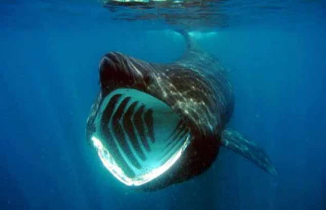 A feeding basking shark showing the characteristic white gape