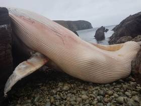 The fin whale carcass was discovered washed up on Arranmore over the weekend