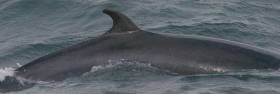 Rare Sight Of Large Minke Whale Pod In Irish Sea ‘Feeding Frenzy’