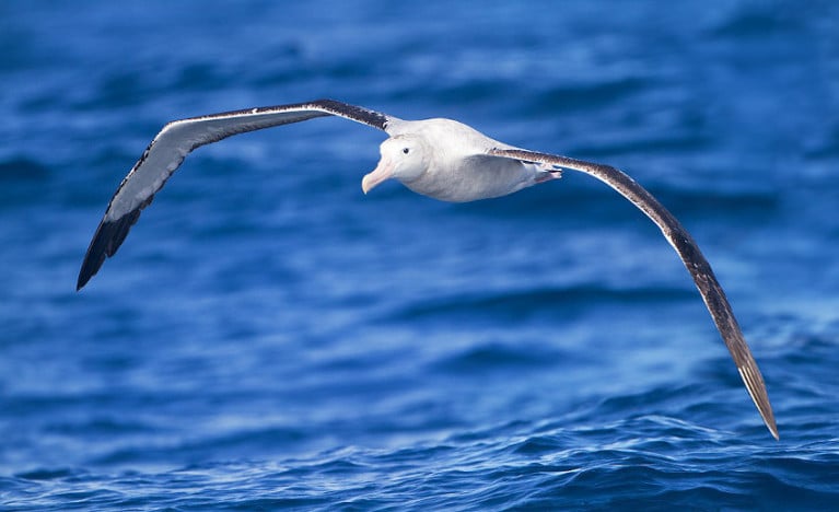 Albatrosses, like this wandering albatross seen off Tasmania, range over huge areas of ocean and regularly circle the globe