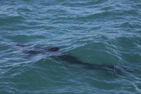 A juvenile basking shark spotted off West Cork on 31 March 2016
