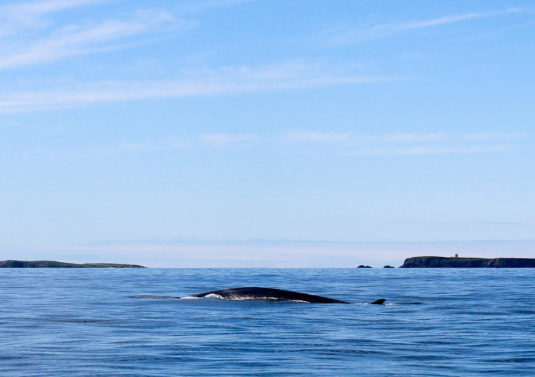 The fin whale seen in Donegal Bay on 8 August