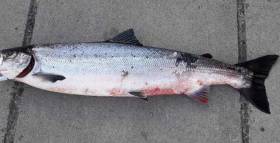 A Salmon taken from the River Corrib