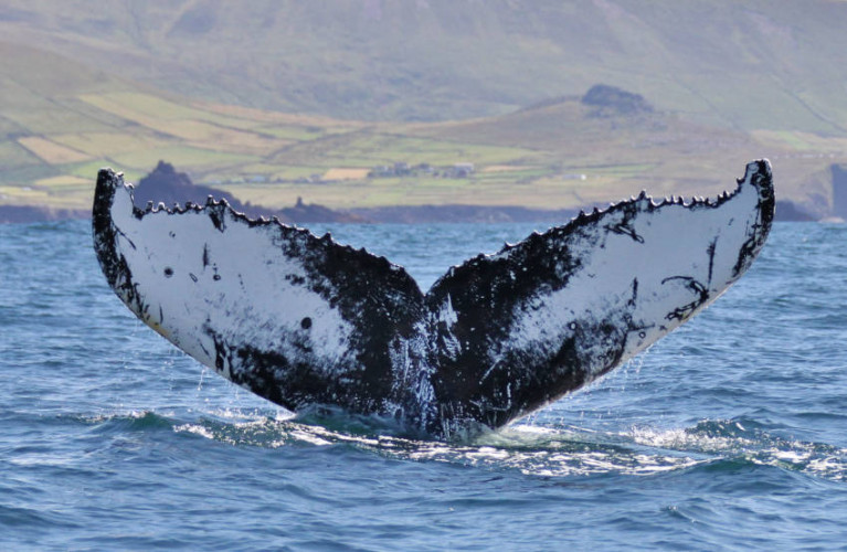 The tail of a humpback whale, HBIRL55, spotted off Co Kerry earlier this year