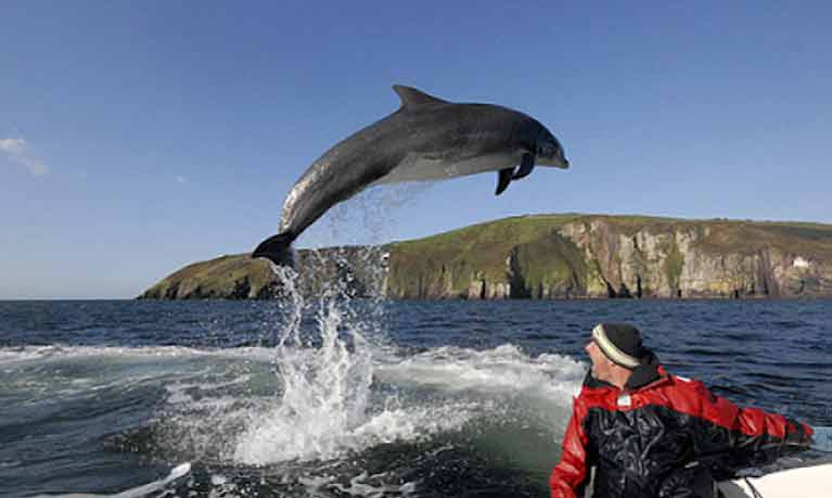 The great Dingle dolphin Fungie in flying form – his many friends worldwide are concerned that their waterborne rockstar is becoming gloomy in his enforced isolation