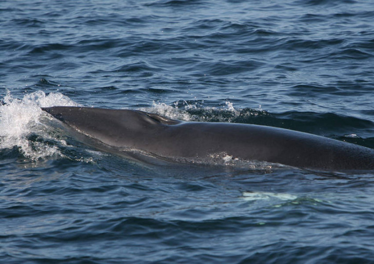 File image of a minke whale seen off West Cork