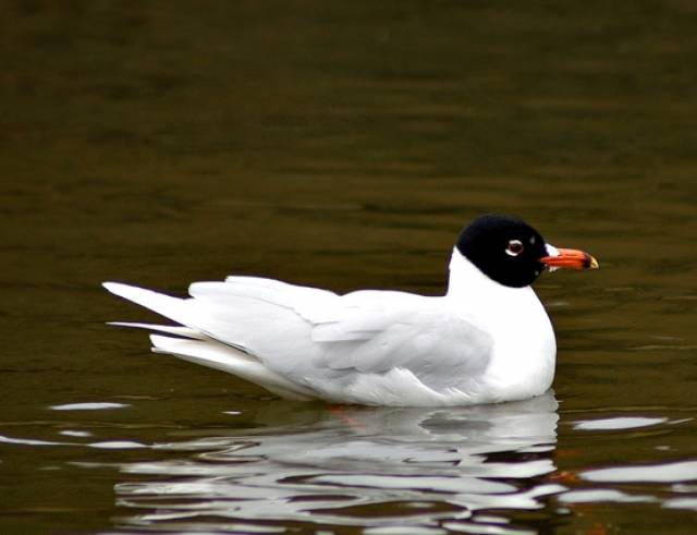 A Mediterranean gull much like this one has been spotted from Belfast's Window on Wildlife