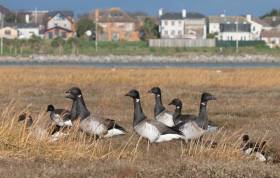 Ireland’s annual winter visitors, light-bellied brent geese pictured on Bull Island