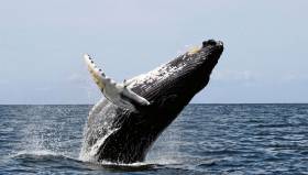 Humpback whales like this one off the US coast are regular visitors to Norway’s Arctic fjords