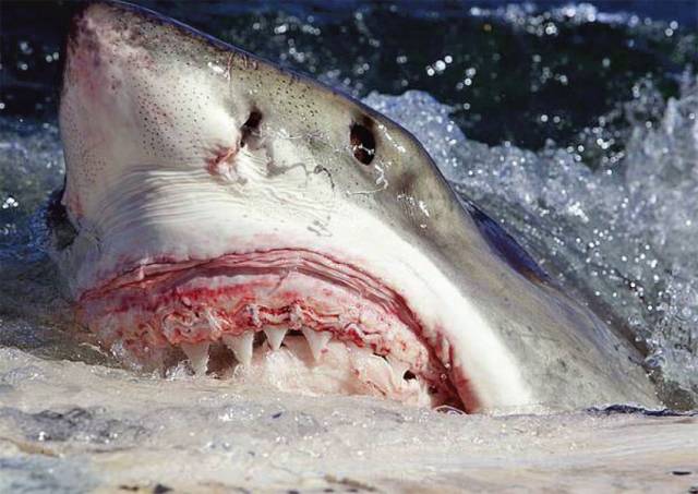 A great white shark scavenging in South Africa