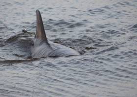 Image by friend of the IWDG, Jason, of the bottlenose dolphin refloated from Mutton Island in Galway Bay earlier this month