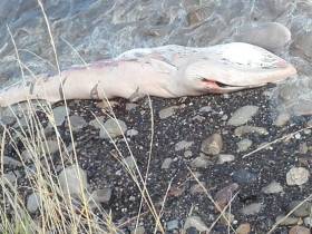 DLRCoCo is monitoring the situation after the minke whale washed up on Killiney Beach today