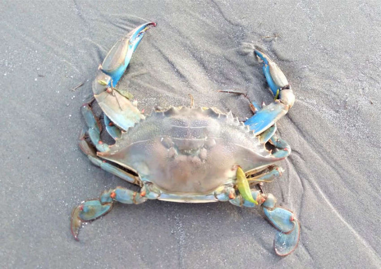 The blue crab found on Dollymount Strand on 15 February
