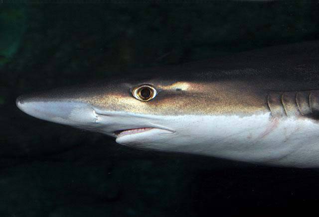 Hook Head Angler In Close Encounter With Shark