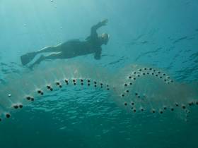A chain of salps beneath the surface of the Red Sea