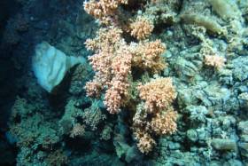 The deep sea coral Solenosmilia variabilis
