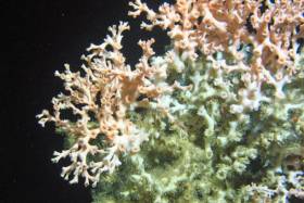 Irish Deep Water Coral Reefs Changing Faster Than Previously Thought, Says New Research