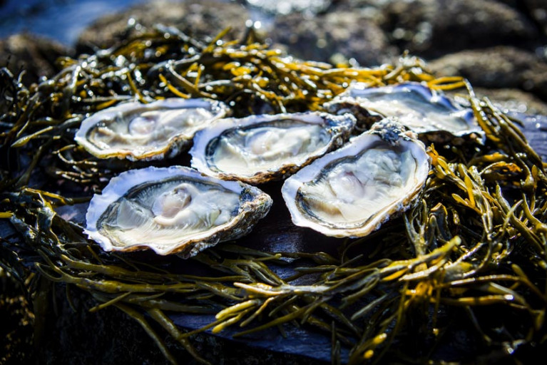 Lough Foyle Oyster Fishery Licence Applications Now Open