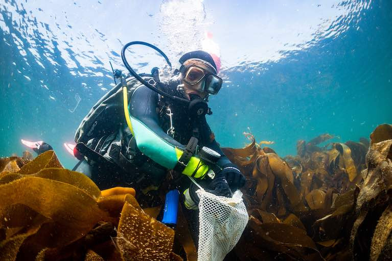 Kelp expert Dr KathrynSchoenrock