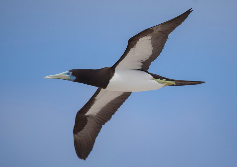 An adult male brown booby at flight; a bird like this one landed in Greystones earlier this week
