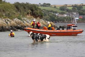 Kinsale RNLI’s lifeboat crew return Ghost, the year-old Holstein Friesian, to safety