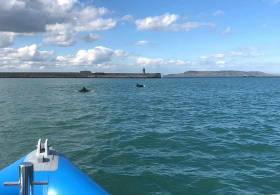 Dolphins playing inside Dun Laoghaire Harbour. It does the heart good